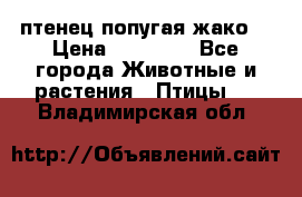 птенец попугая жако  › Цена ­ 60 000 - Все города Животные и растения » Птицы   . Владимирская обл.